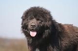 DOGUE DU TIBET 551